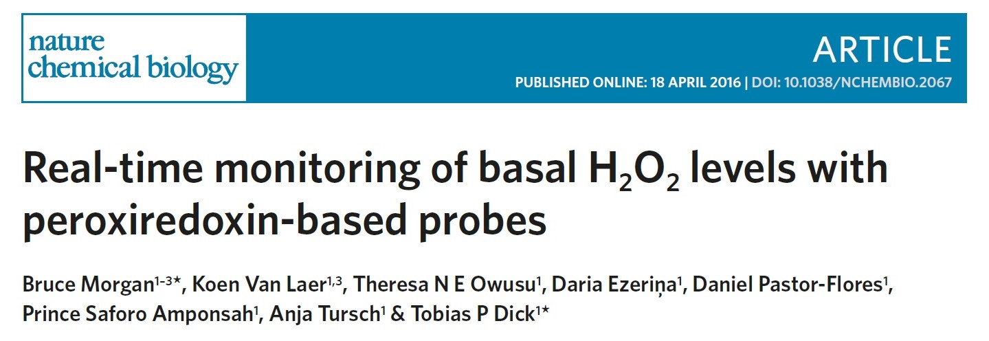 Image for Real-time monitoring of basal H2O2 levels with peroxiredoxin-based probes