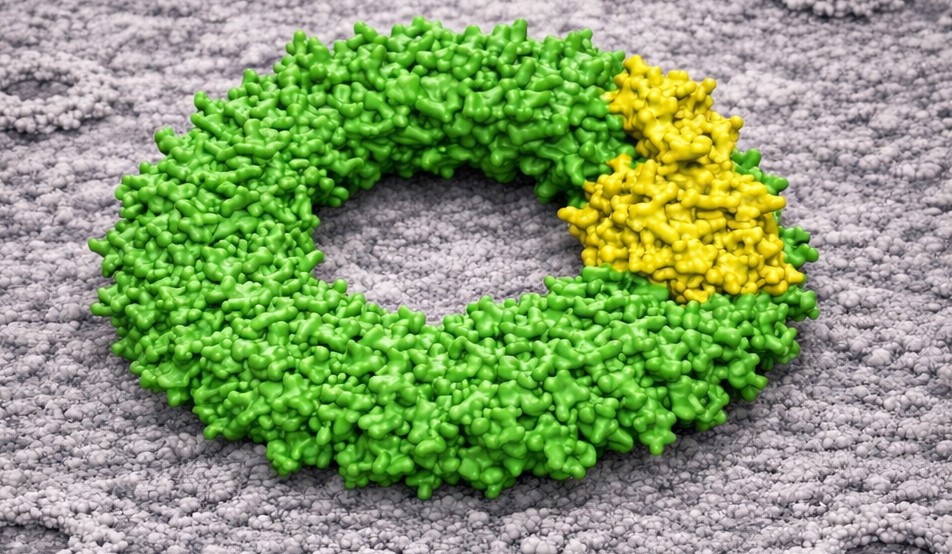 Peroxiredoxin Heterooligomerisation