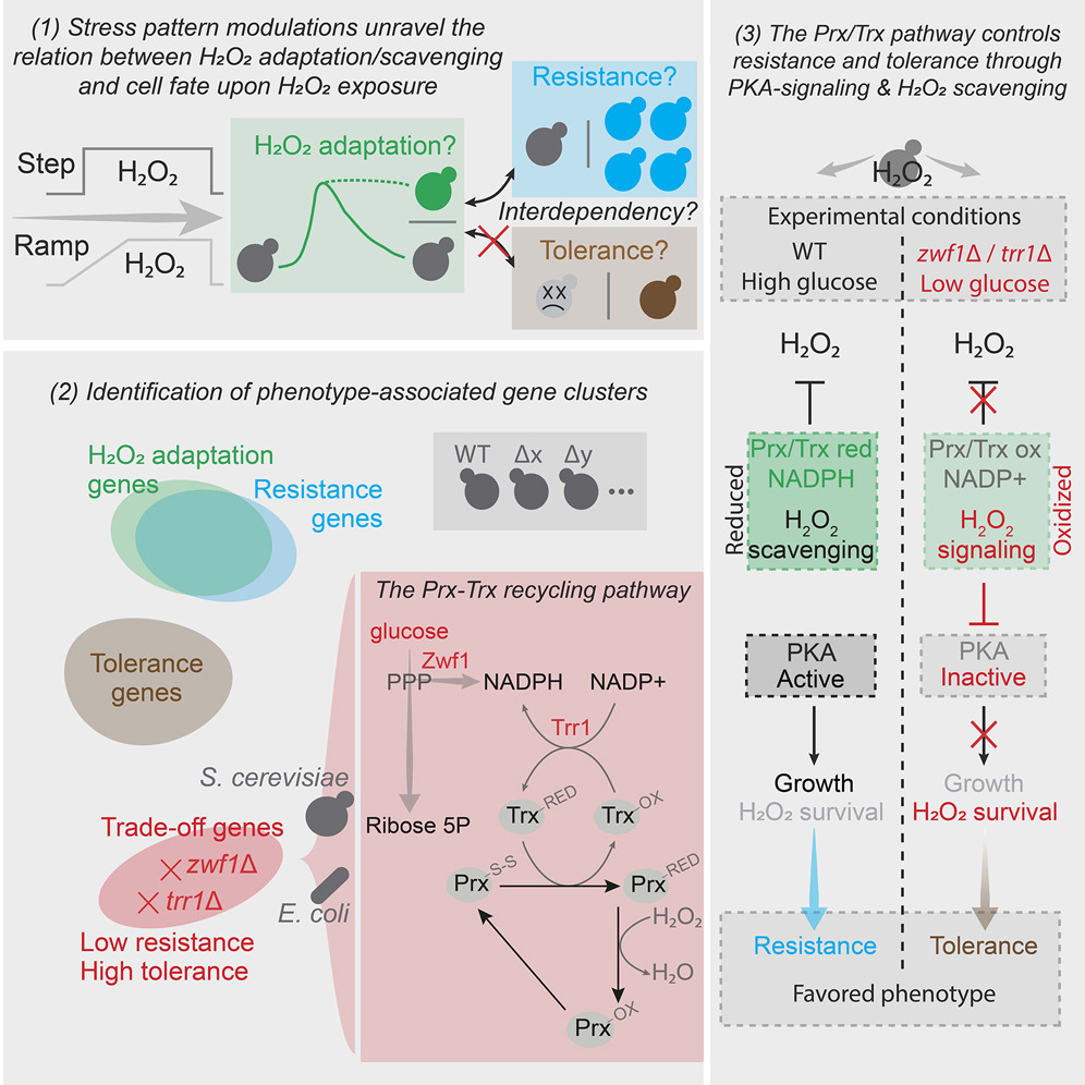 New paper published 🎉