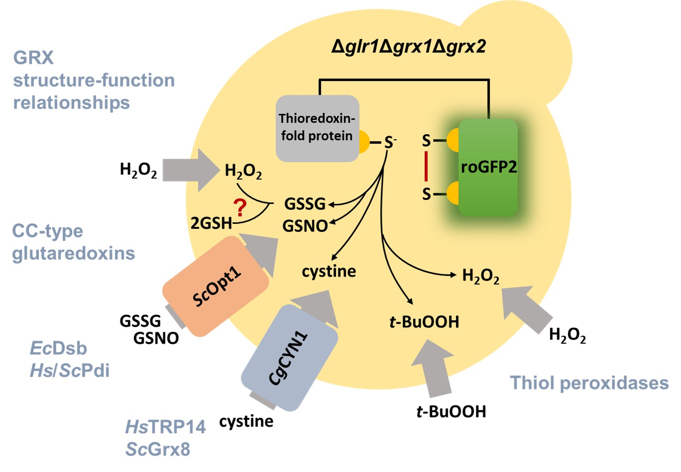 In vivo screening of enzyme structure–function